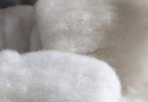 Kiri Cottage Bichon Freise Commission 2